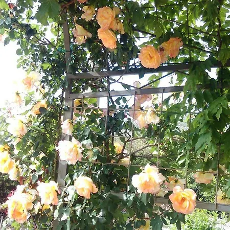 Marija Примоштен