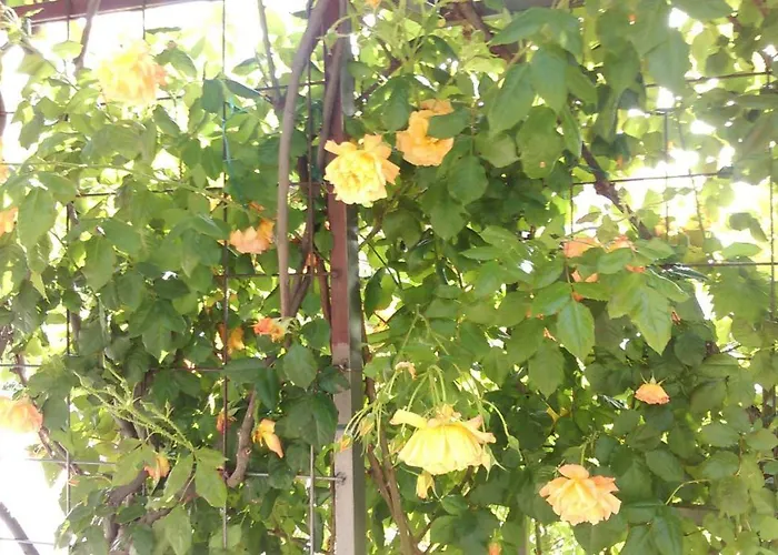 Marija * Примоштен